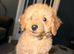 Ready to collect miniature multigenerational Labradoodle Puppies for Sale