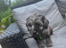 Beautiful Cockapoo puppies