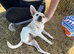 Chihuahua cross female