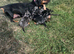 I have boys and girls silver dapple dachshunds