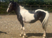 Cob x welsh colt
