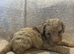 Labradoodle F1B Health clear pups