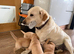 Superb KC Reg Labrador Puppies