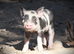 Genuine Juliana Line Micro Pigs