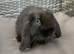 Pure Bred Girls (13w old) Mini Lop Babies