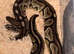 Royal ball python
