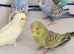Budgies 2 months old