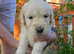 Gorgeous Golden Retriever Puppies KC Reg