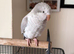 Hand reared super tame Quaker
