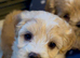 F1 Maltipoo Puppies Extensively DNA Lab Tested Parents