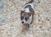 Jack Russell Girl