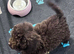 Chocolate Toy poodle female