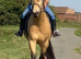 Warmblood for 3 day loan