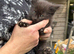 5 stunning Maine coon kittens