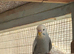 Young Aviary Reared Budgies