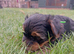 Beautiful Yorkshire Terrier Puppies