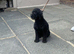 Beautiful Black toy poodle d