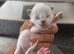Stunning ragdoll ready soon