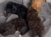 Cockapoo 1 brown boy 2 black girls ready to leave 16th September