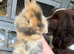 3 beautiful bunnies