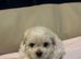 Maltese puppies