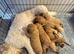 ONLY 2 GIRLS LEFT Exceptional F1BB Miniature Labradoodle Puppies - Home Raised