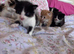 Cute kittens 12 weeks