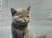 British blue shorthairs kittens pure pedigrees
