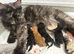 Full mainecoon kittens polydactyl. Ready now