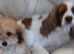  Adorable Female Cavachon Puppy Ready for Her Forever Home!