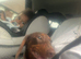 Miniature dauchshund