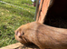 8month old boy guiena pig