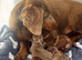 Lovely miniature dachshunds