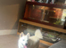 10 month old Japanese spritz Akita