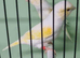 Yellow mosaic red eye hens