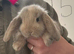 Pure Bred French Lops