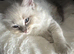 Last male ragdoll