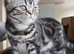 Bsh. Silver Tabby kittens. TICA