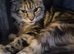 Maine coon kittens last 2 girl