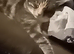 Female cat