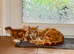 Kittens available
