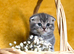 Scottish fold kittens