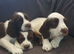 3 boy kc reg ready to leave now