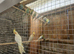 Budgies for sale