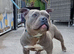 Staffy/Bully