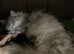 Reduced Price Main Coon x Siberian Forest Cat