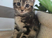 Kittens for sale blackpool
