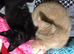 Nice two male kittens!