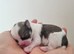 KC registered Lhasa Apso Puppies
