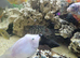 Various cichlids